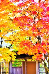 そこら辺の秋模様