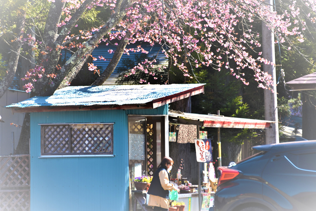 桜の下で