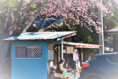 桜の下で