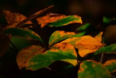 そこら辺の葉っぱ