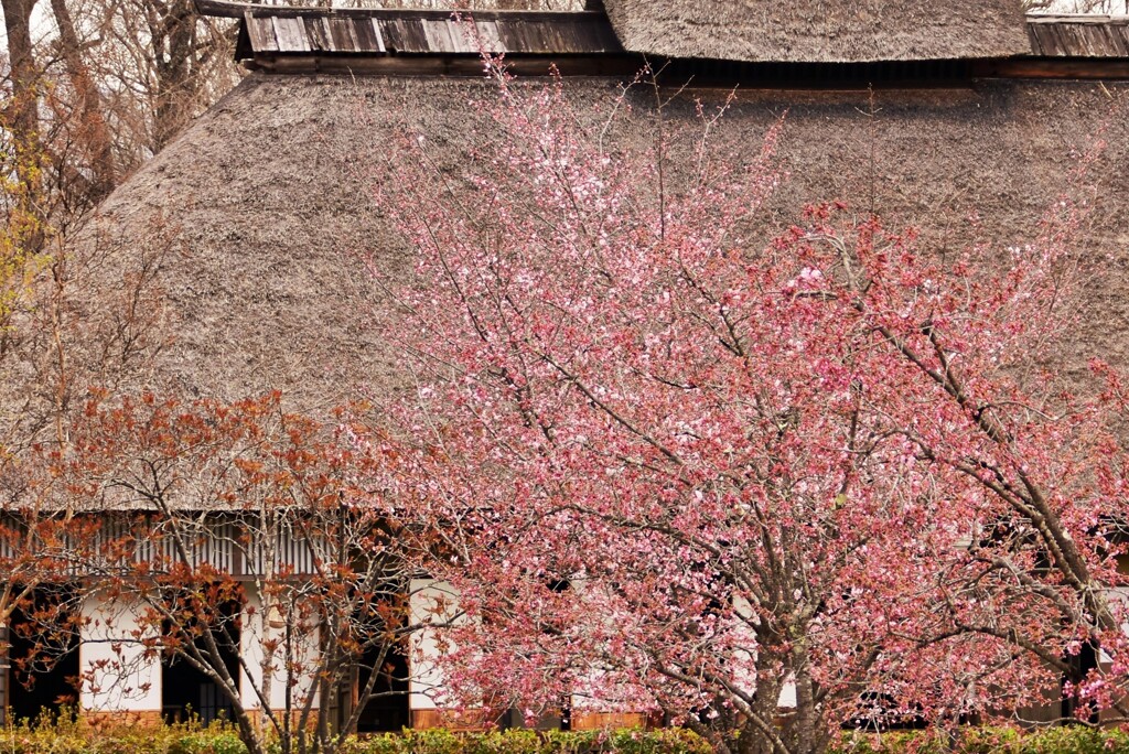 曇天の桜