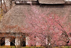 曇天の桜