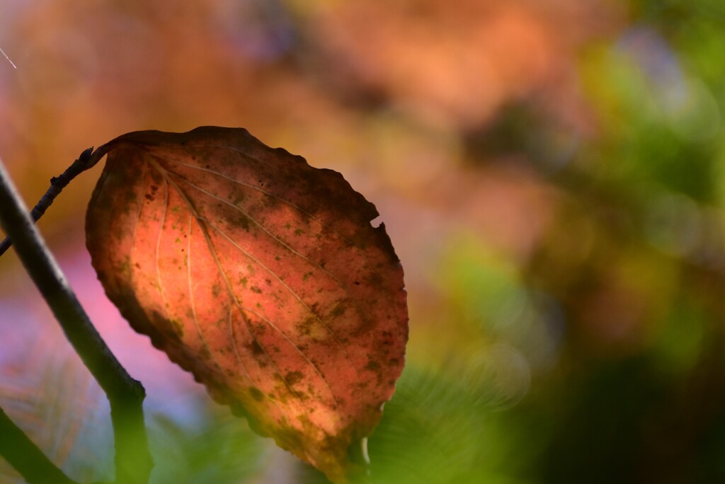 そこら辺の葉っぱ