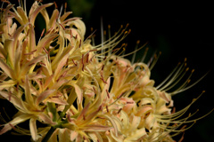 曼珠沙華