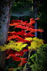 そこら辺の木
