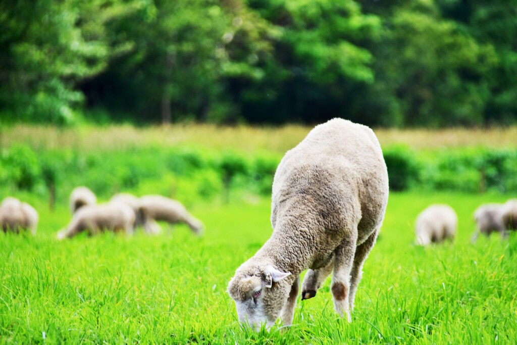 高原の風景。。