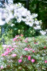 春の光