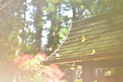 雨上がり