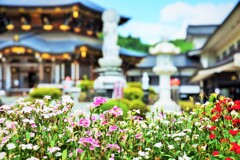 境内に咲く