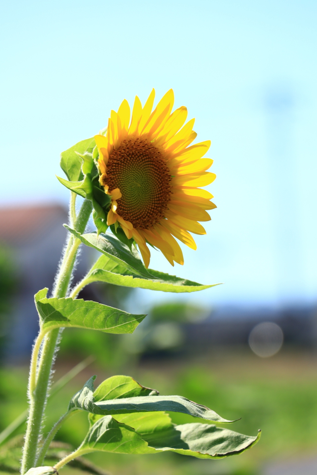 今年も夏が来た