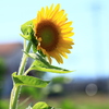 今年も夏が来た