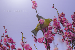 春祭り