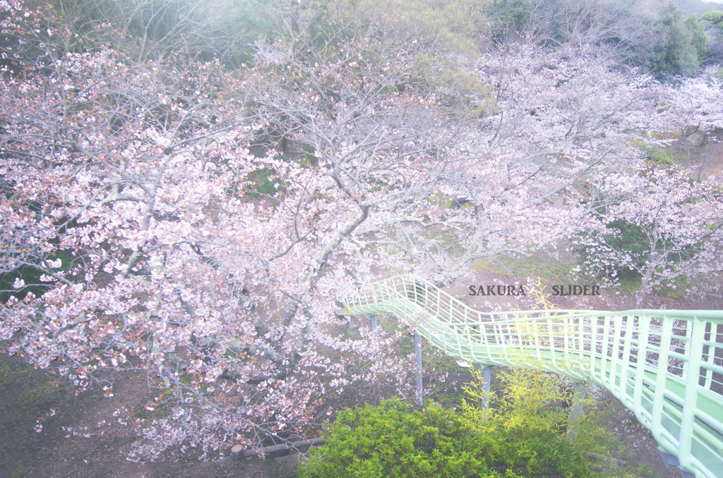 sakura