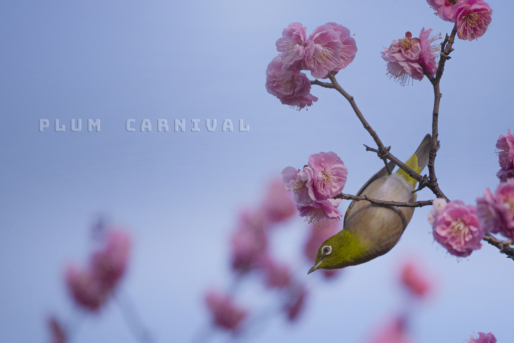 plum carnival