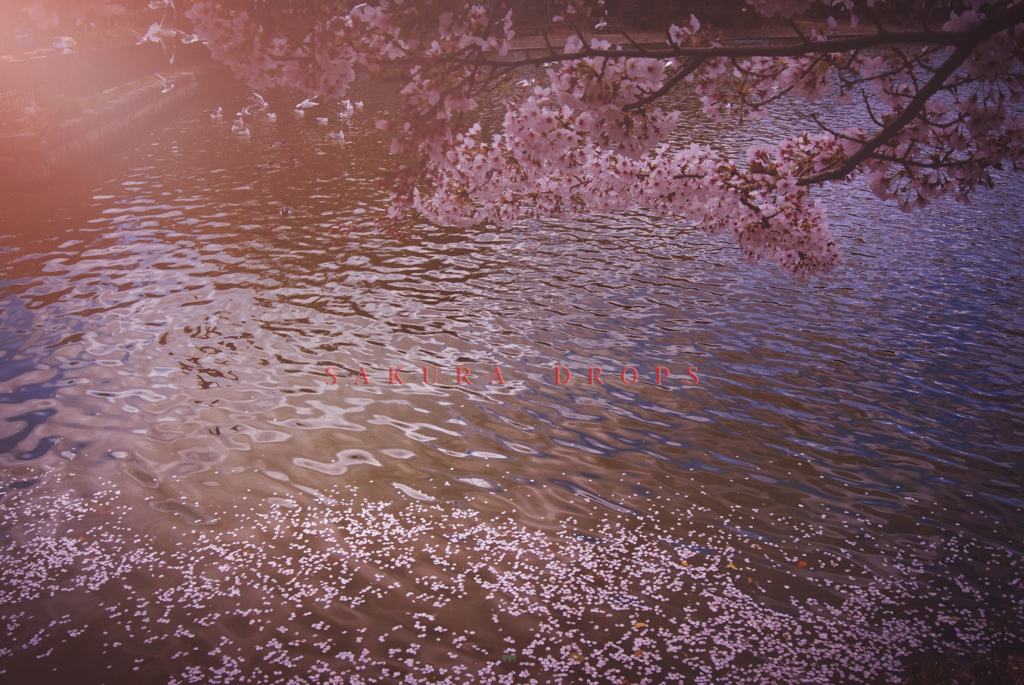 sakura