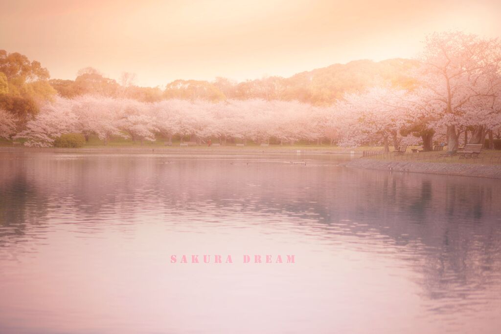 sakura