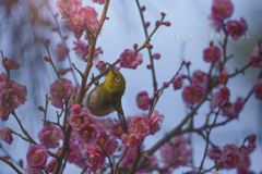 plum carnival