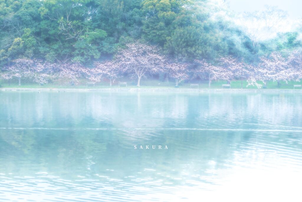 sakura