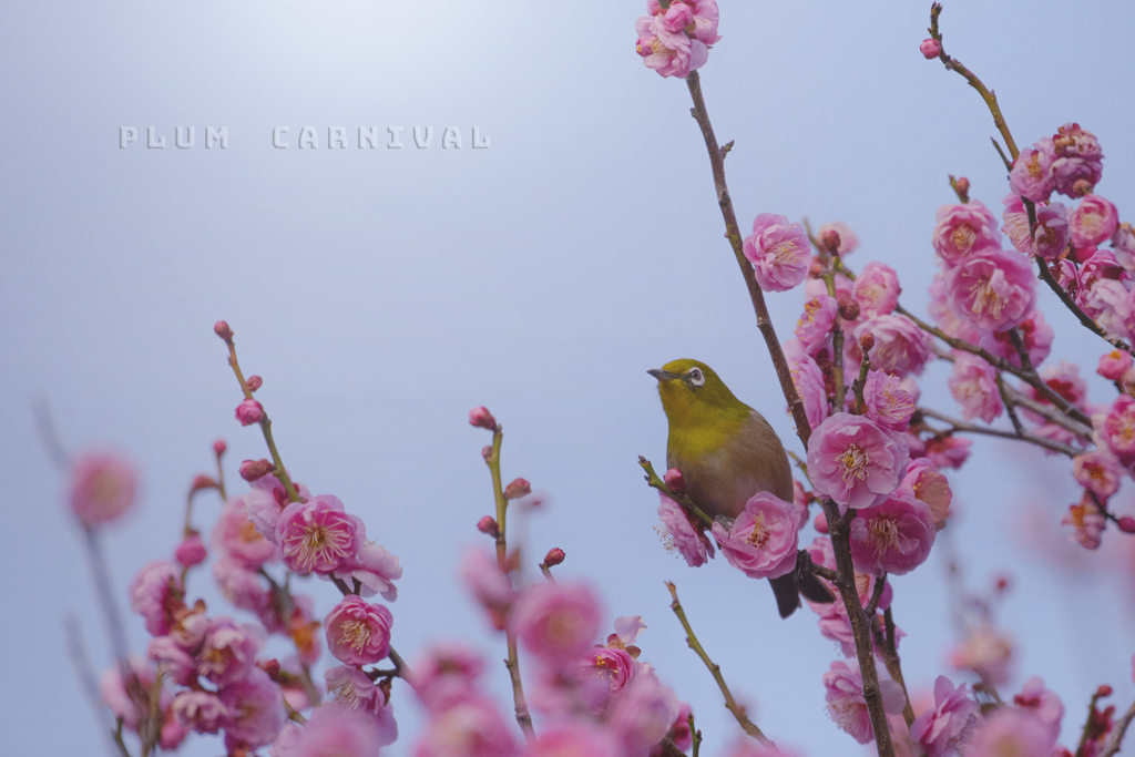 春祭り