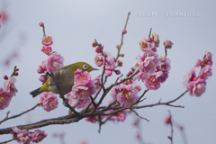 春祭り