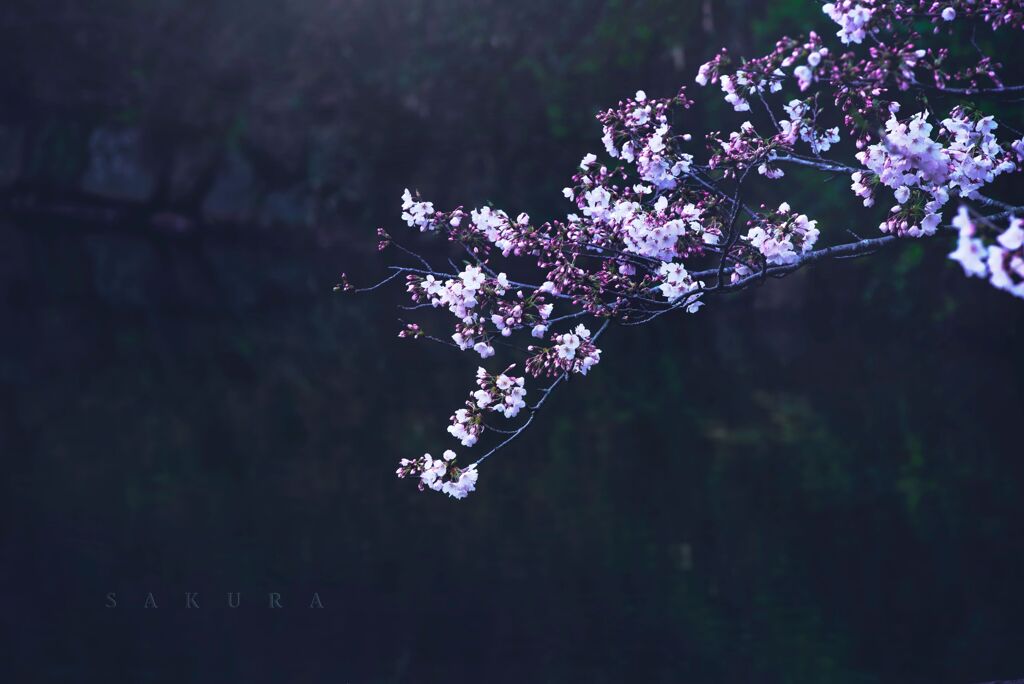 sakura