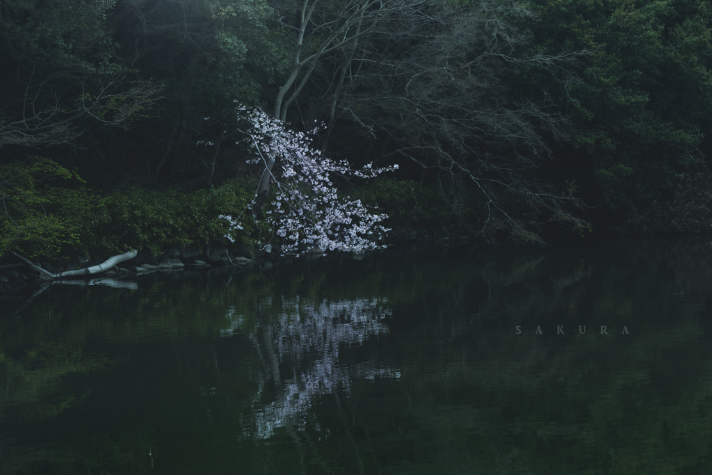 sakura