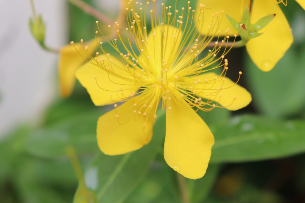 雨上がりの花