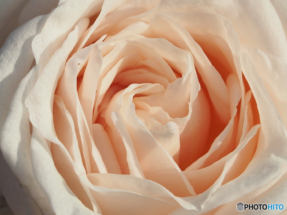 秋薔薇