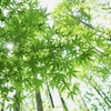 新緑の光