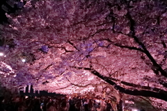 桜花絢爛