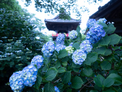 あじさい寺