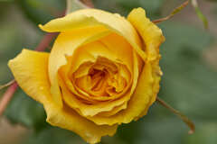 冬の黄色いバラ。