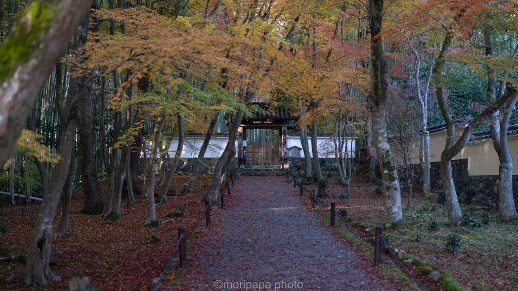 竹寺の朝。