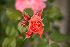 区役所花壇の薔薇と蕾です。