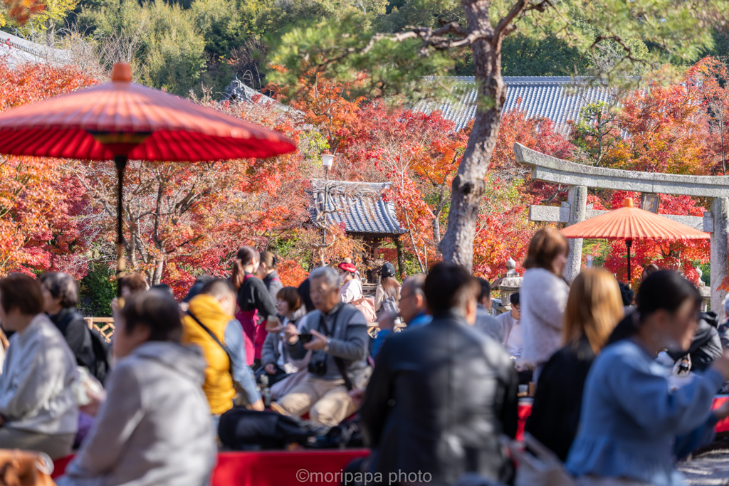 紅葉を満喫する。