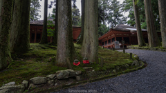 雨の延暦寺。