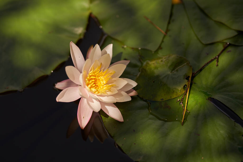植物園の池の睡蓮です。