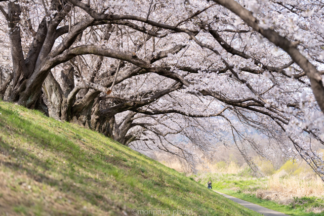 花・草木写真集