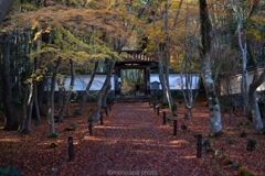 晩秋の竹寺。