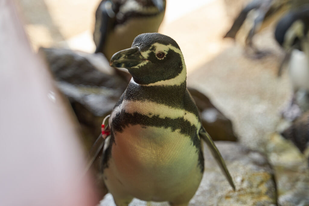 ブランチを待つペンギン君。