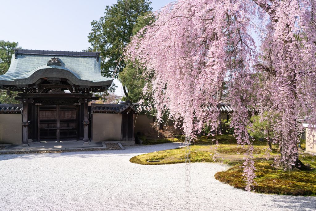 高台寺枝垂れ桜。