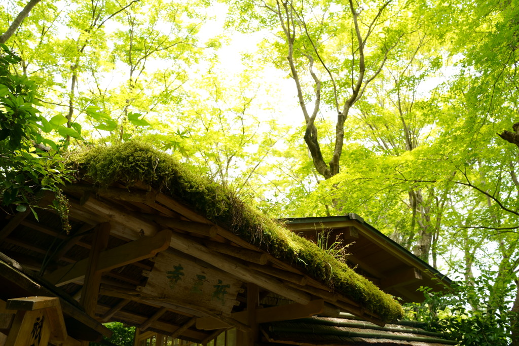祇王寺