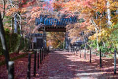 光明寺の晩秋、2024年。 光明寺の晩秋、2024年。
