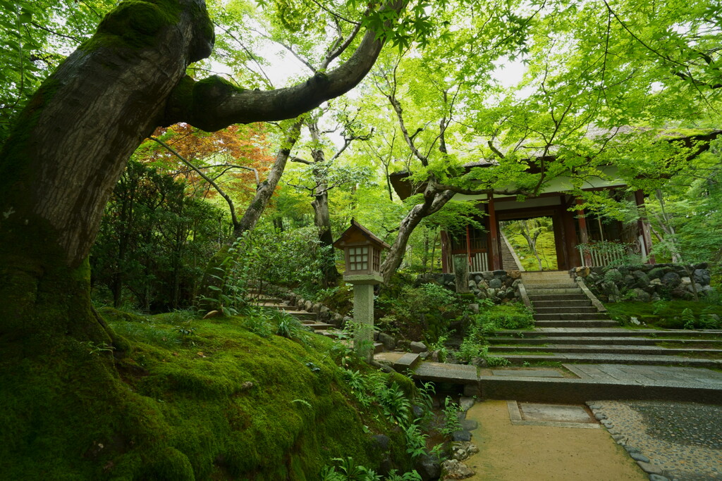 嵯峨嵐山の常寂光寺