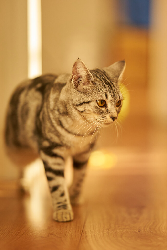 猫のポートレート。
