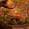 紅葉と仁王門。