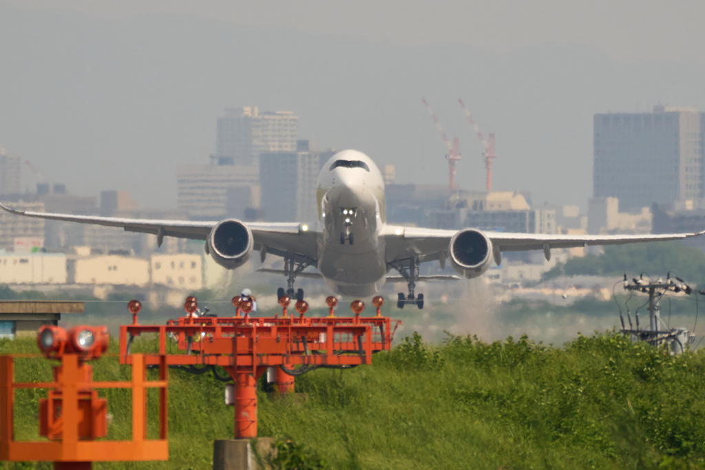 白鳥の飛翔。