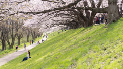 春の背割堤風景。