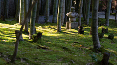 圓光寺、竹林。