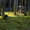 圓光寺、竹林。